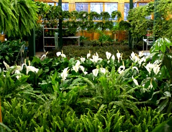Alders - Greenhouse Plants