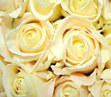 Alders - White Roses