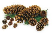 Christmas - Tufel Pine Cones