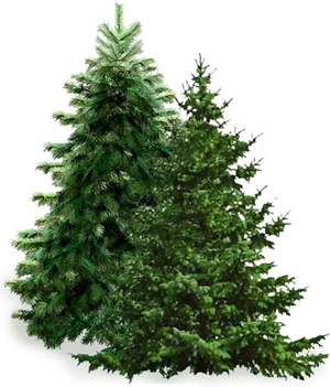 Alders Wholesale Florist Christmas Trees