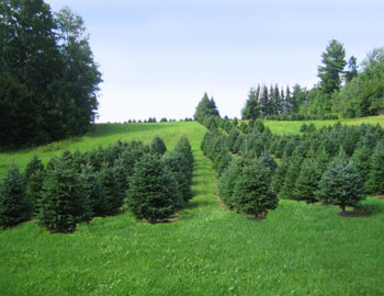 Christmas Trees - Halls Tree Farm