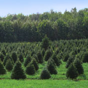 Christmas Trees - Halls Tree Farm