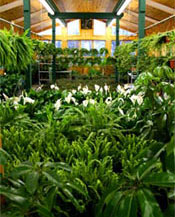 Alders Greenhouse